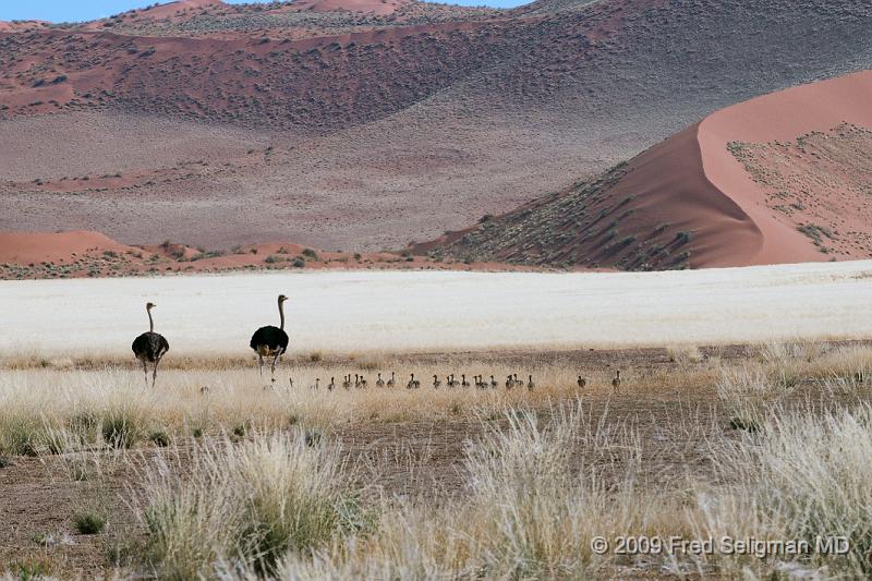 20090602_111141 D300 X1.jpg - Here we see a pair of ostriches in Sosouvlei, Namibia among the sand dunes with several of their chicks